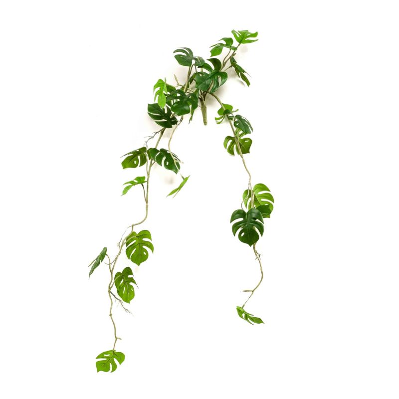 Monstera hanging bush 80cm