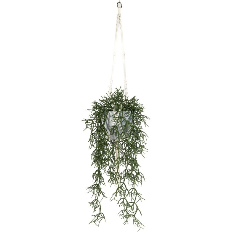 Rhipsalis in hanging pot 110cm