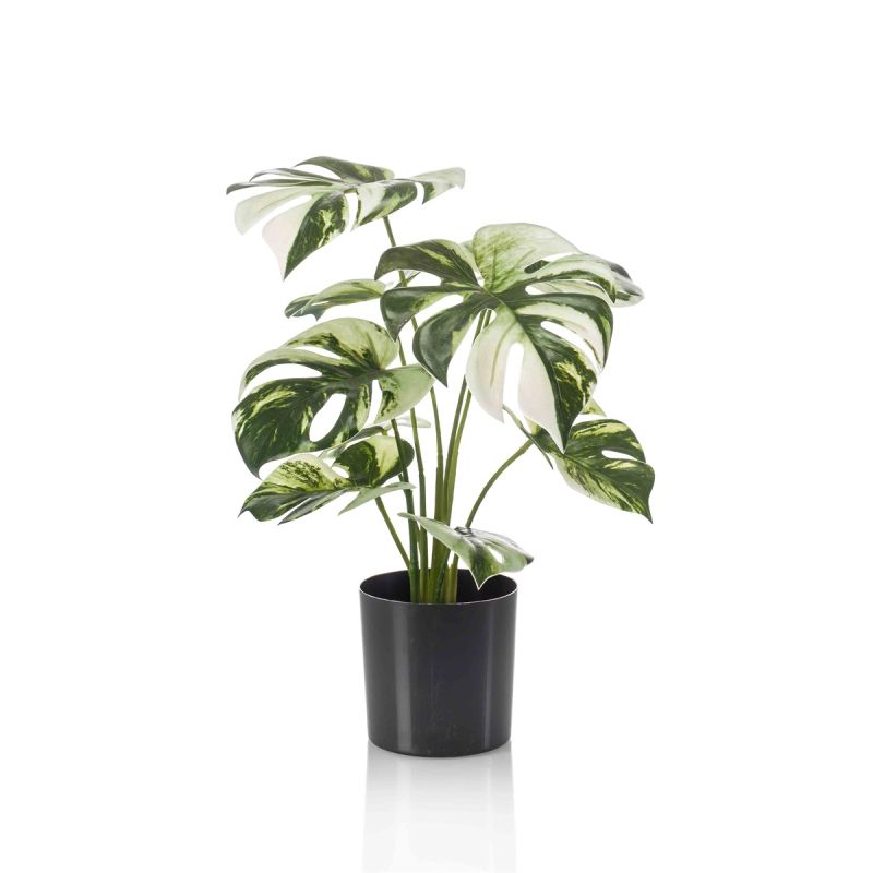 Monstera bush in pot 40cm