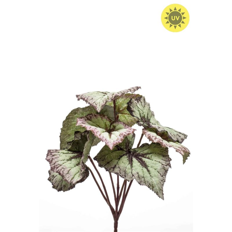 Begonia leaves bush UV grey/purple 25cm