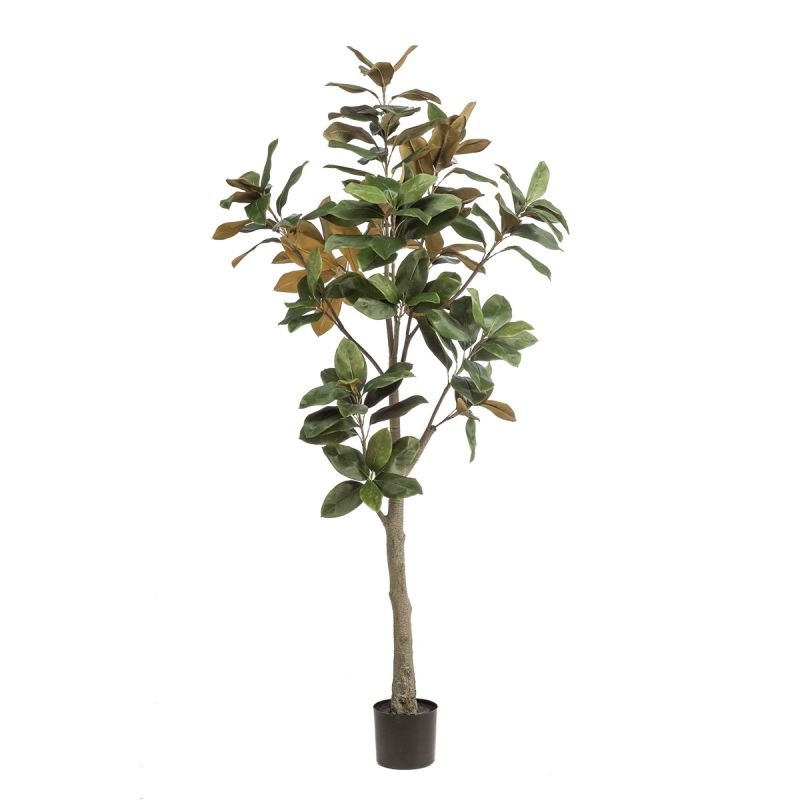 Magnolia denudata tree 180cm (knock-down packing)