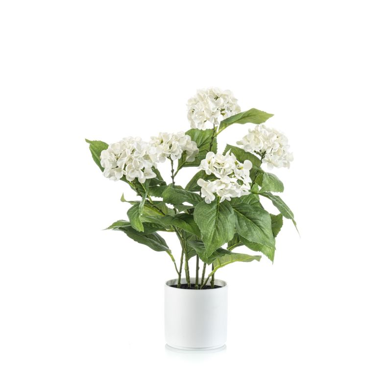 Hydrangea white in pot 50cm