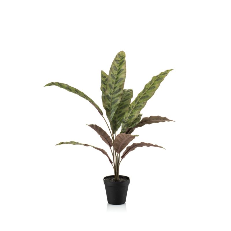 Calathea bush green/burgundy 60cm in black pot