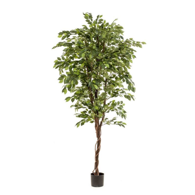 Ficus deluxe vine tree 200cm