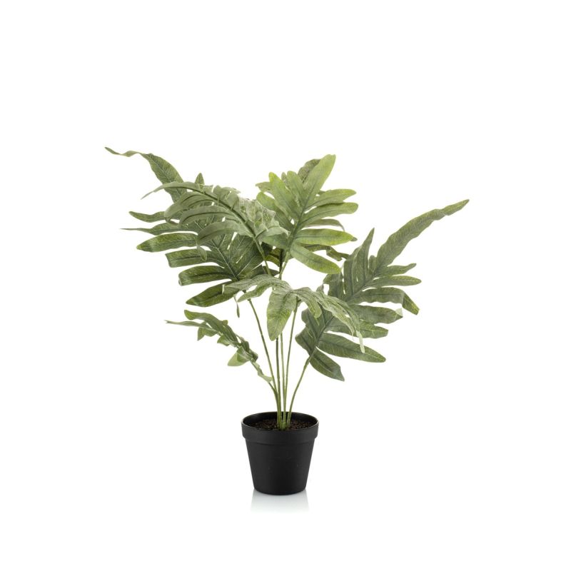 Phlebodium bush grey/ green 60cm in black pot