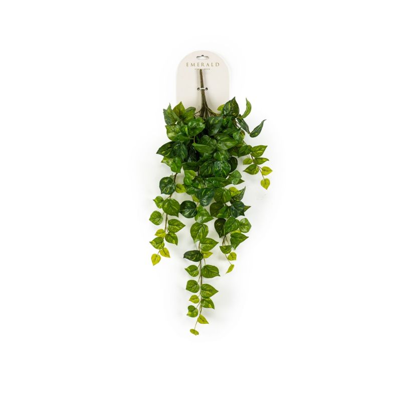 Scindapsus hanging bush green/yellow 60cm