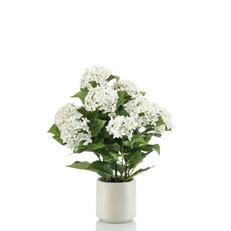 Hydrangea white in pot 68cm