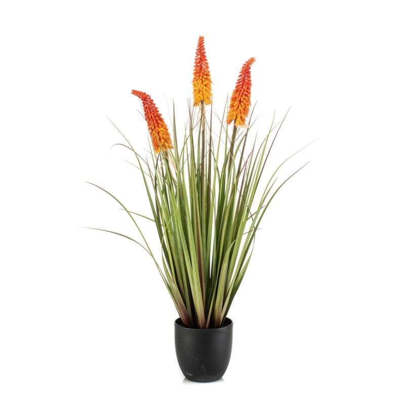 Kniphofia x3 orange in pot 90cm