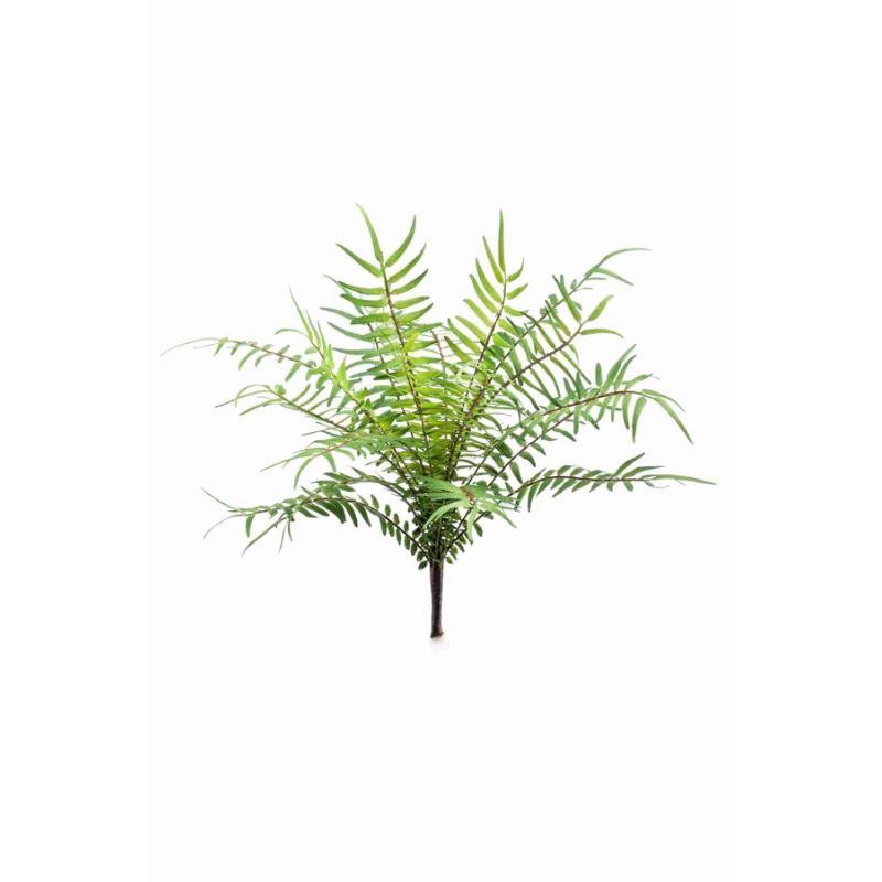 Fern blechnum bush 25cm