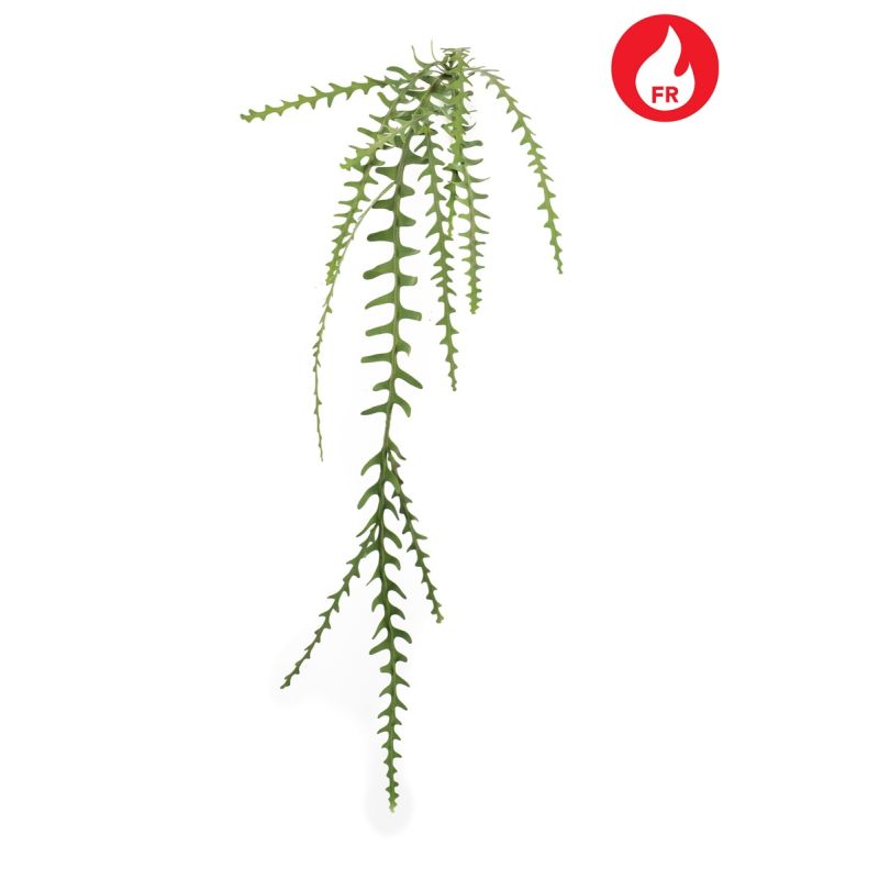 Epiphyllum vine spray FR 125cm