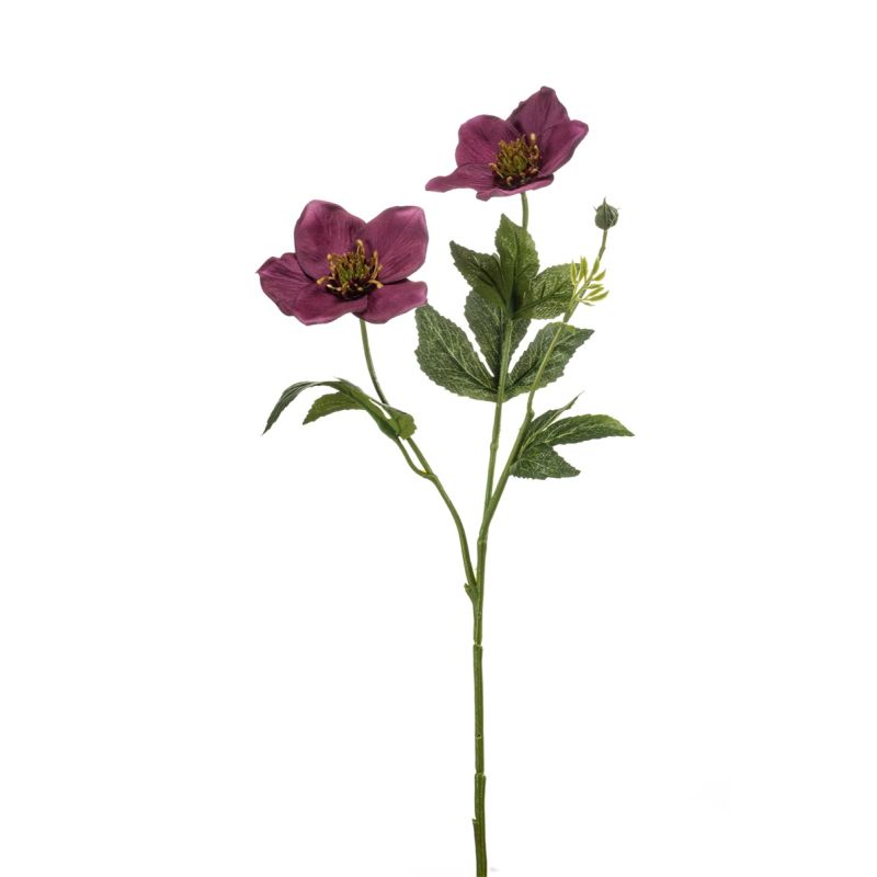 Helleborus spray purple 55cm