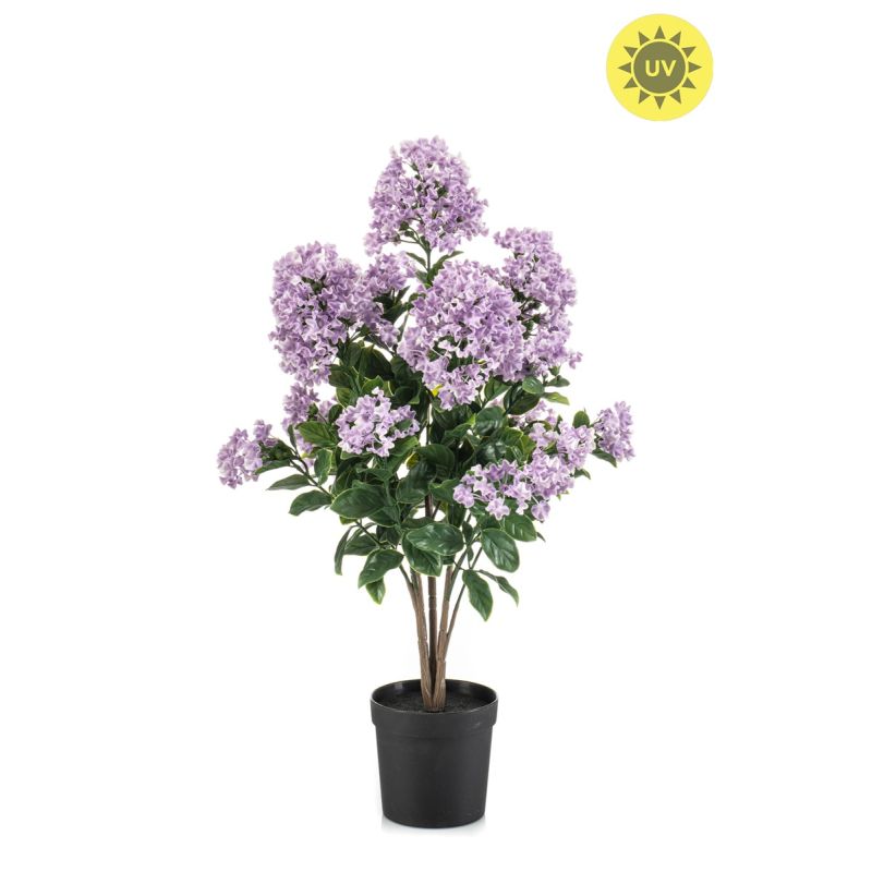 Syringa UV in pot lt purple 65cm