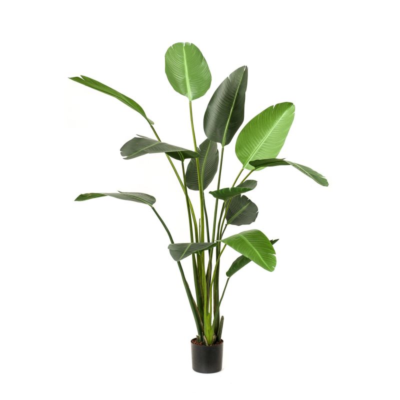 Strelitzia plant 230cm (3lvs knock down packing)