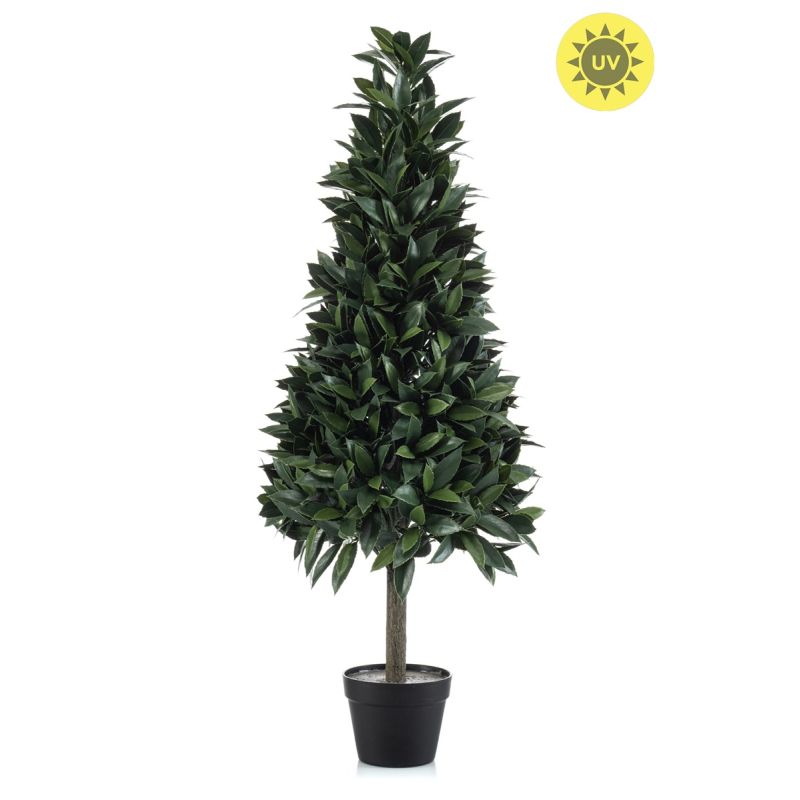 Laurel pyramid UV in pot 120cm