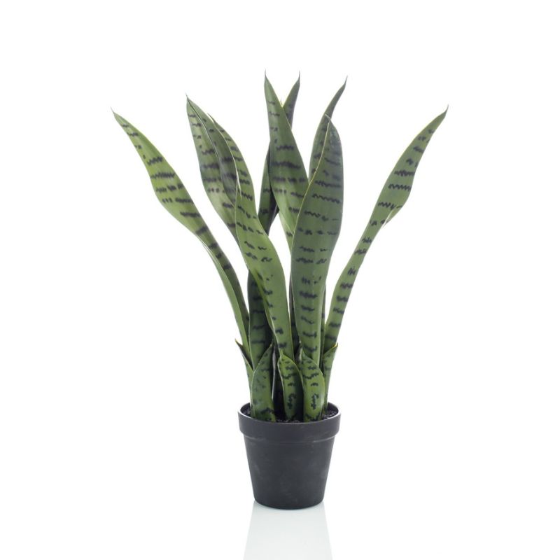 Sansevieria in pot 50cm