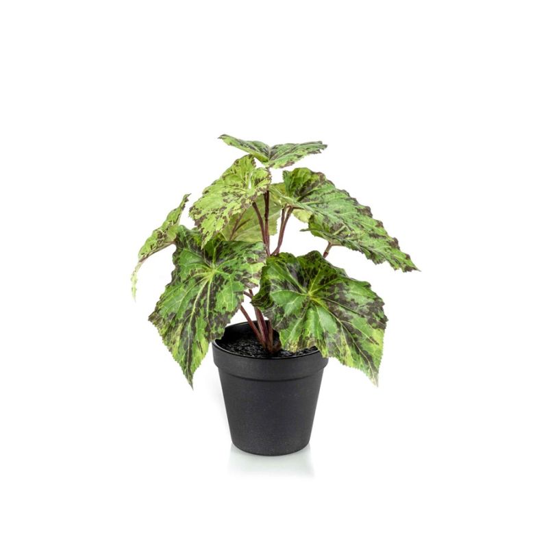 Begonia leaves bush green 30cm in black pot