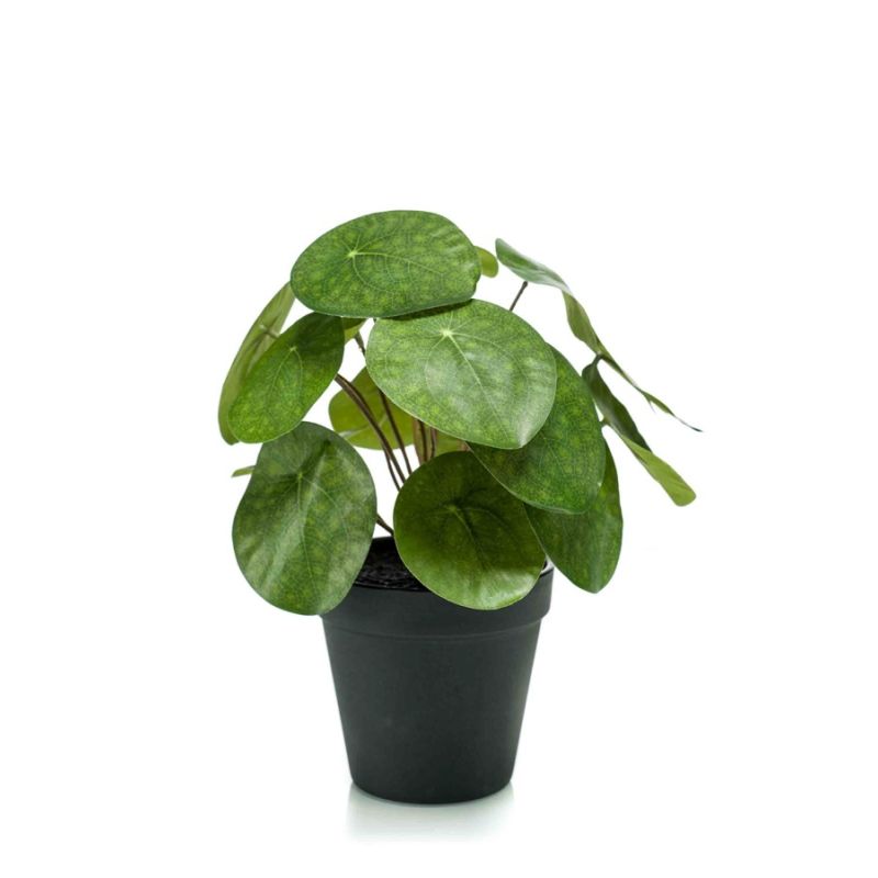 Pilea bush 25cm in black pot