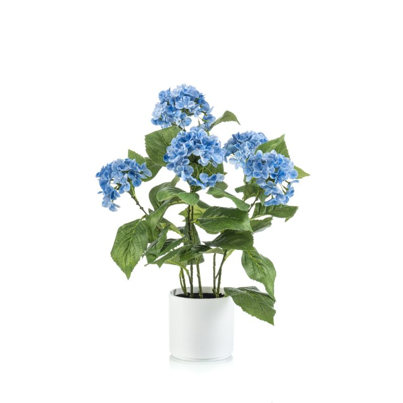 Hydrangea blue in pot 50cm