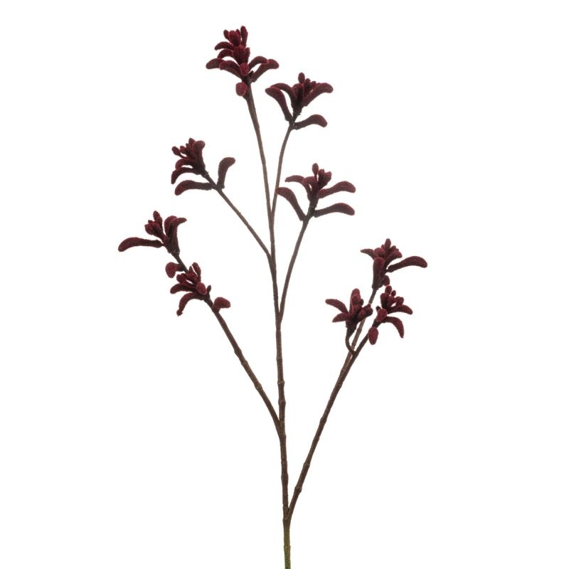 Anigozanthos spray burgundy 85cm