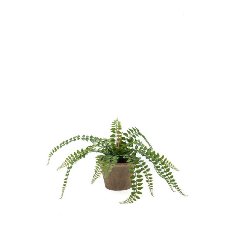 Fern pellaea bush 45cm in tc pot aged