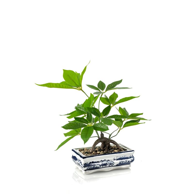 Pachira bonsai in ceramic plate 38cm