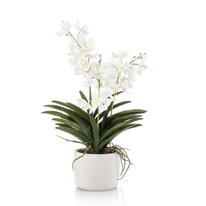 Vanda white in pot 60cm