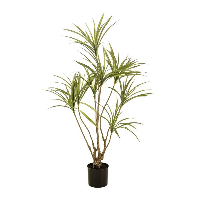 Dracaena multitrunk plant x8120cm