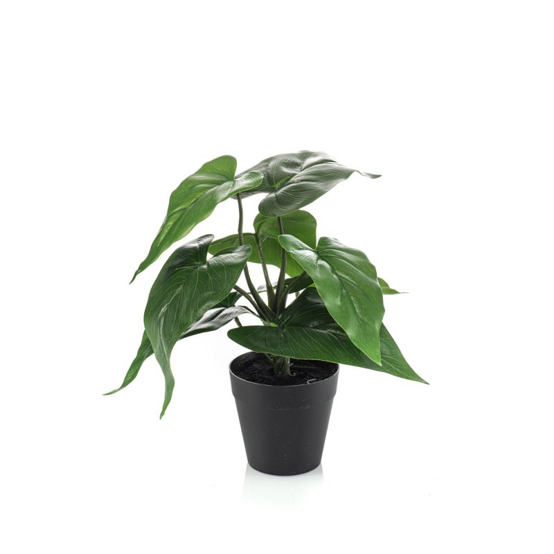 Anthurium in pot 28cm
