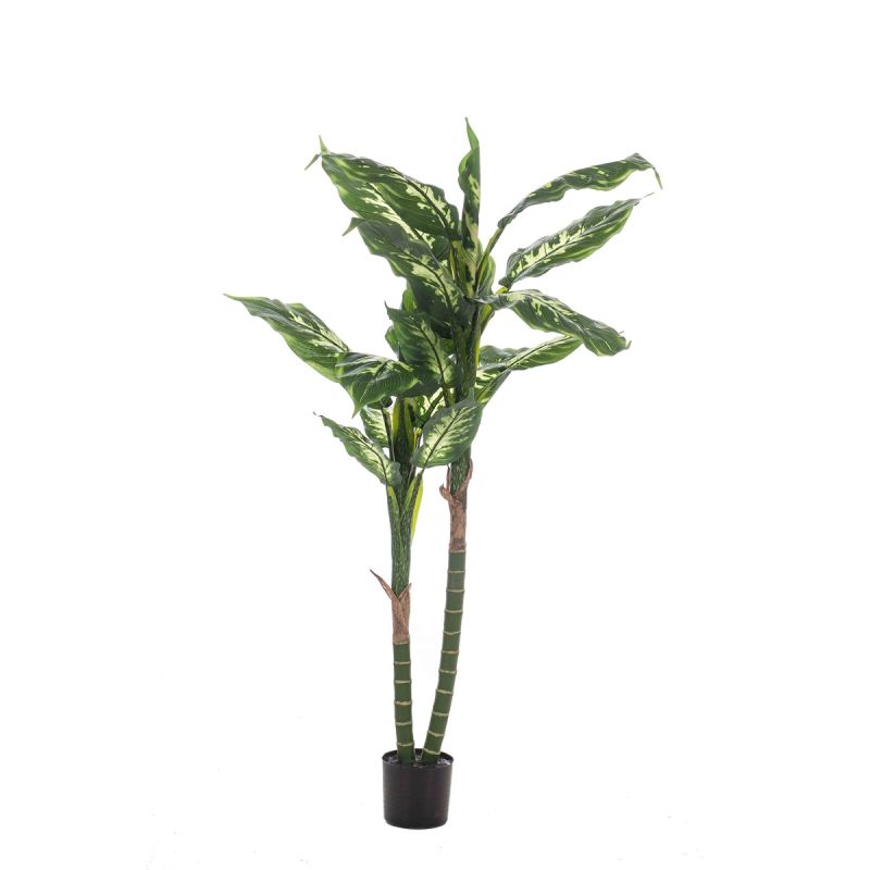 Dieffenbachia x2 150cm