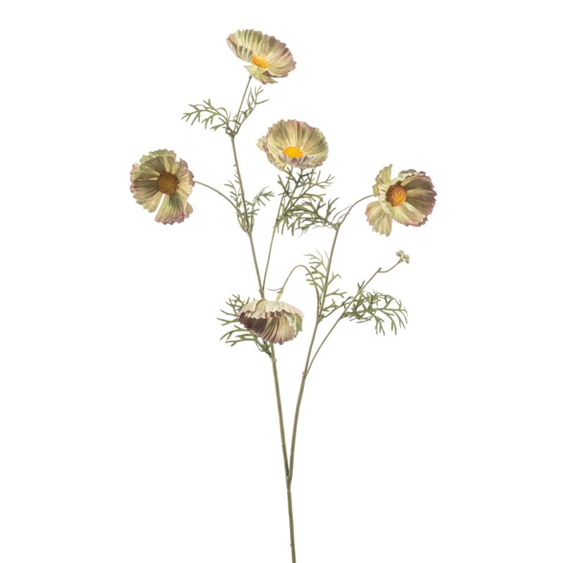 Cosmos spray green 70cm