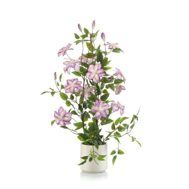 Clematis pyramid purple in pot 95cm