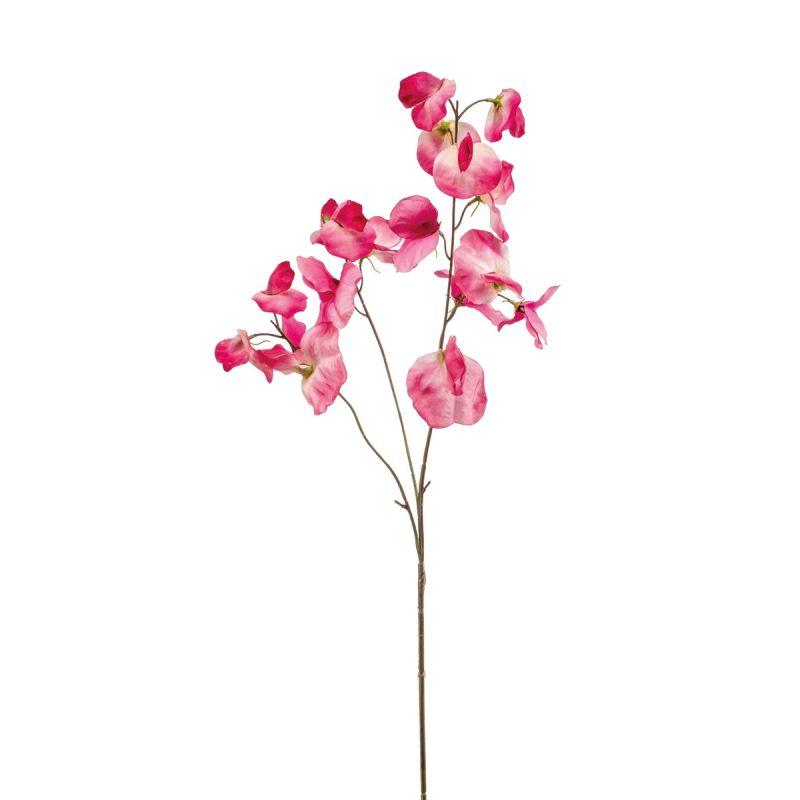 Lathyrus spray pink 75cm