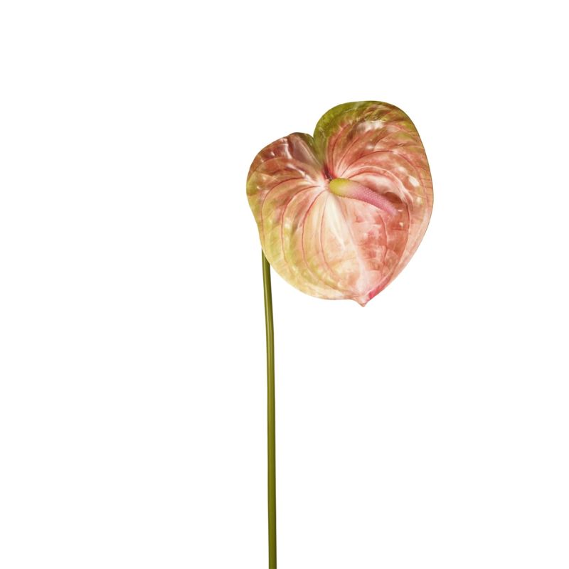 Anthurium spray green/pink 65cm