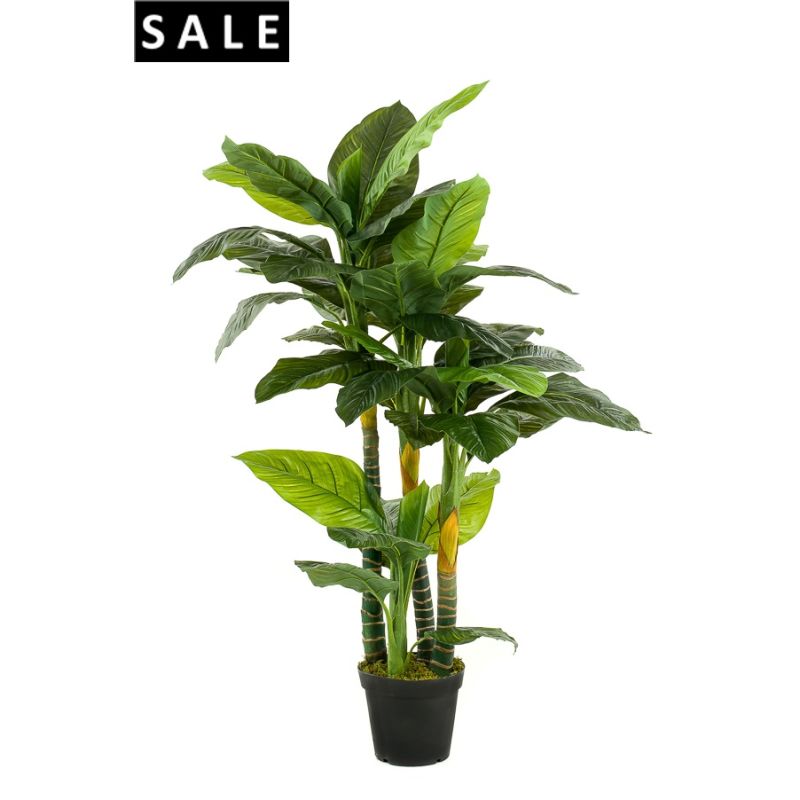 Spathiphyllum x4 160cm/41lvs