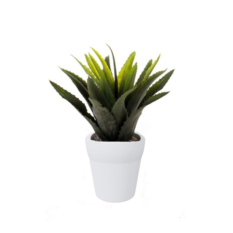 Agave bush green/red 29cm in white pot