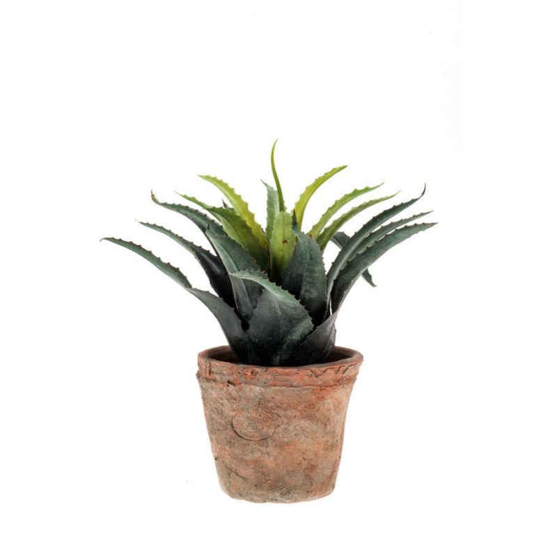 Agave green/red 27cm in tc pot aged