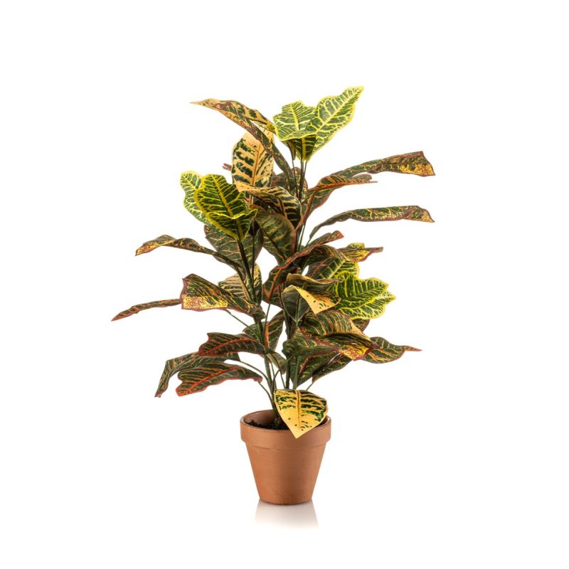 Croton bush 65cm in tc pot
