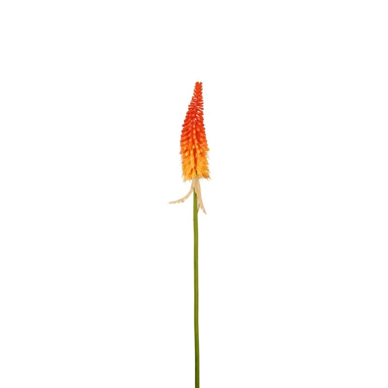 Kniphofia spray orange 80cm
