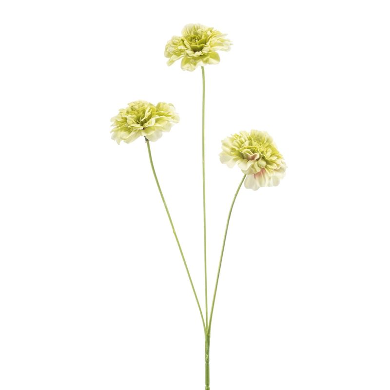 Dianthus spray green 50cm
