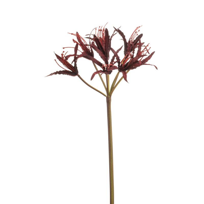 Nerine spray burgundy 95cm