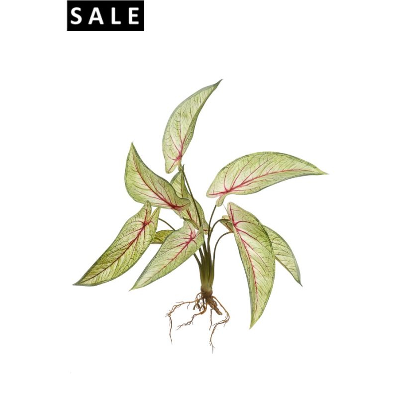 Calathea bush lt green/red 40cm