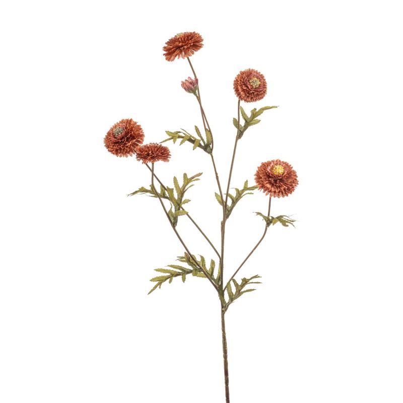 Tagetes spray coral 68cm