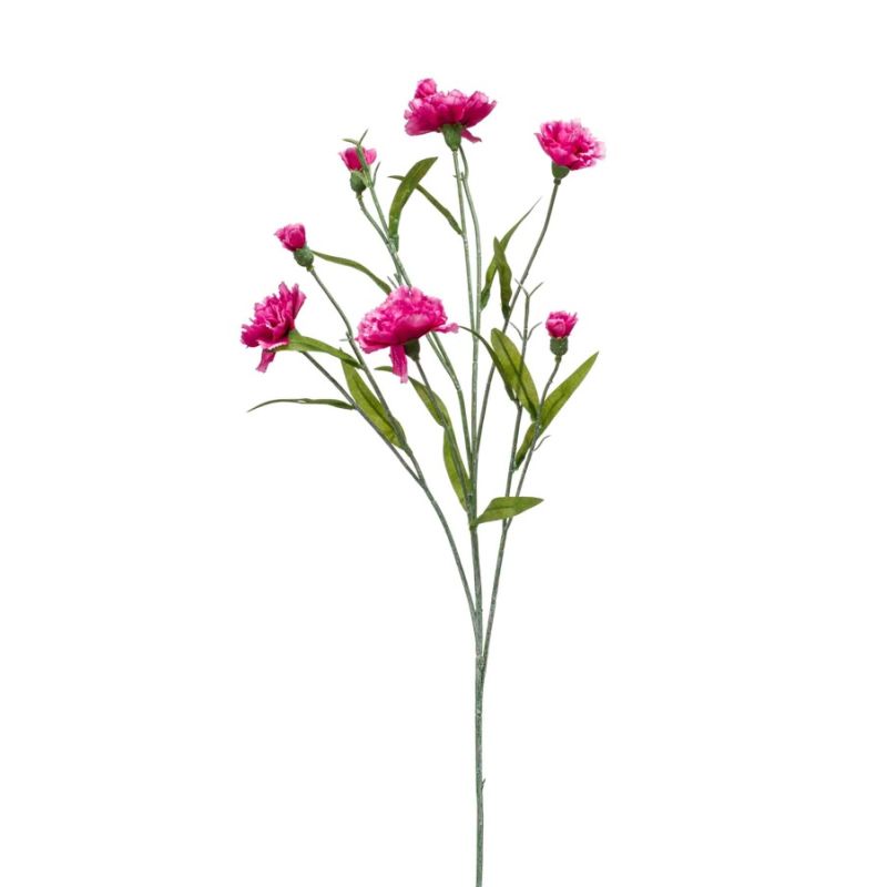 Dianthus mini spray beauty 70cm