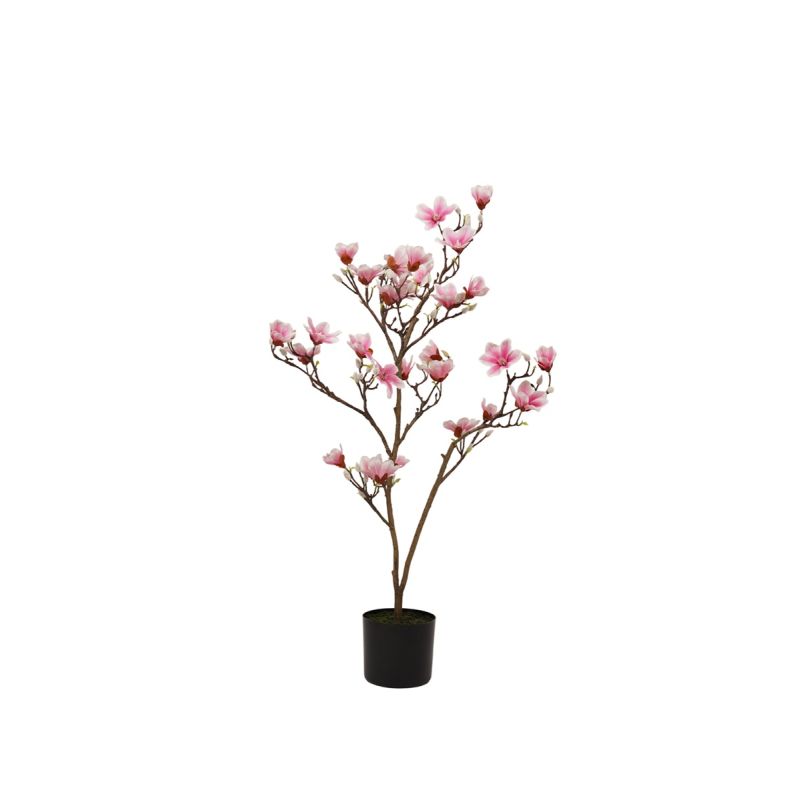 Magnolia tree pink 100cm