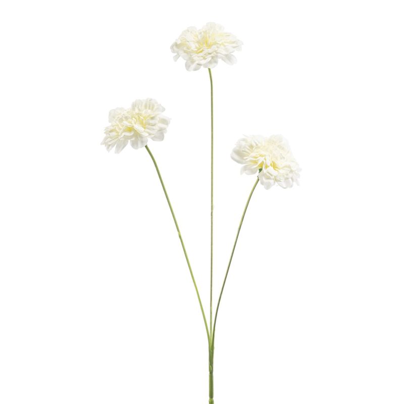 Dianthus spray cream 50cm