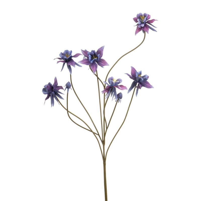 Aquilegia spray purple 80cm