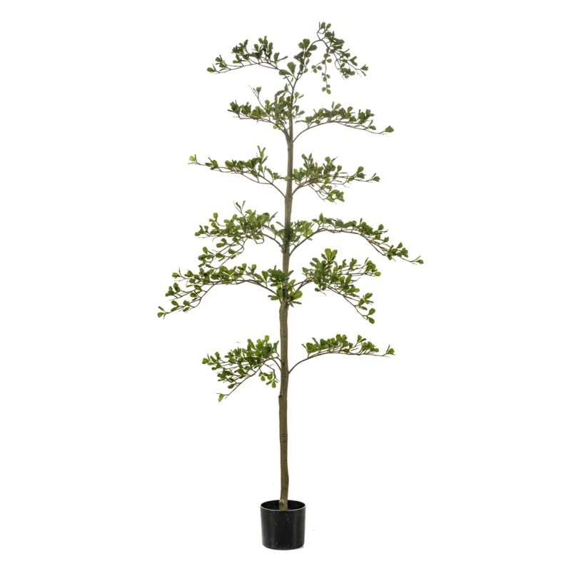 Bucida tree 175cm (knock down packing)