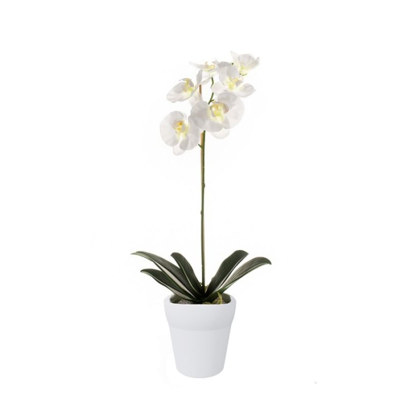 Phalaenopsis bush white 60cm in white pot