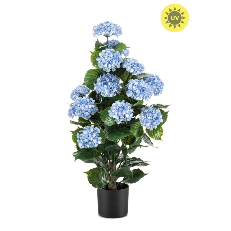 Hydrangea blue UV in pot 90cm