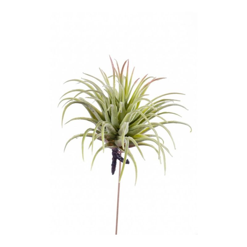 Tillandsia rubra lt green 12cm
